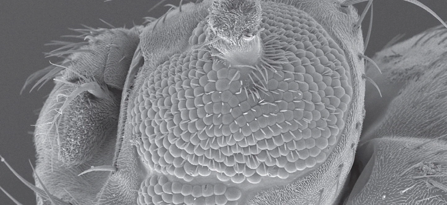 A microcopic image of a fruit fly