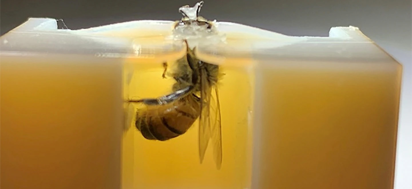 Honey bee in a 3D-printed harness