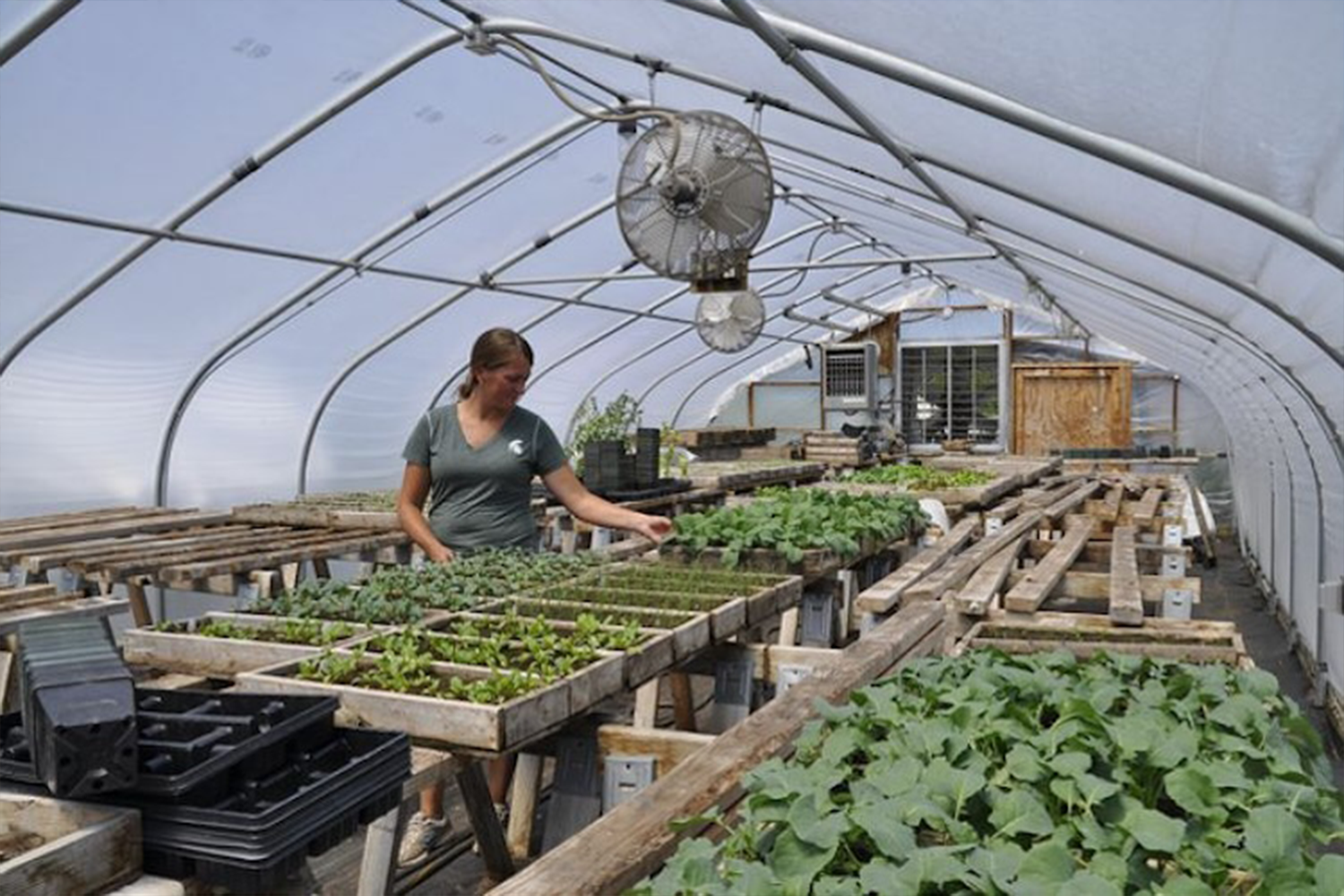 People working inside of a greenhouse