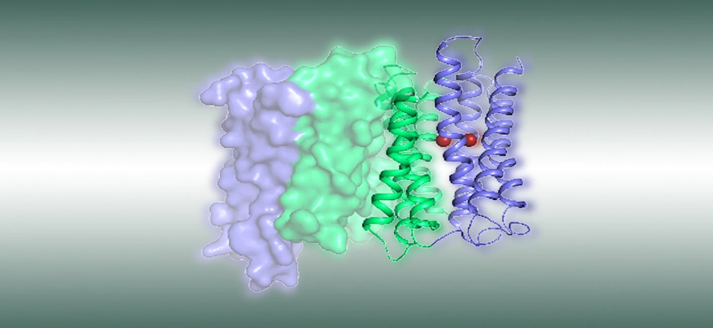 Diagram of ZIP proteins transporting metal into living cells
