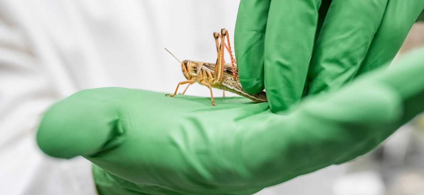 A gloved hand holding a Locust