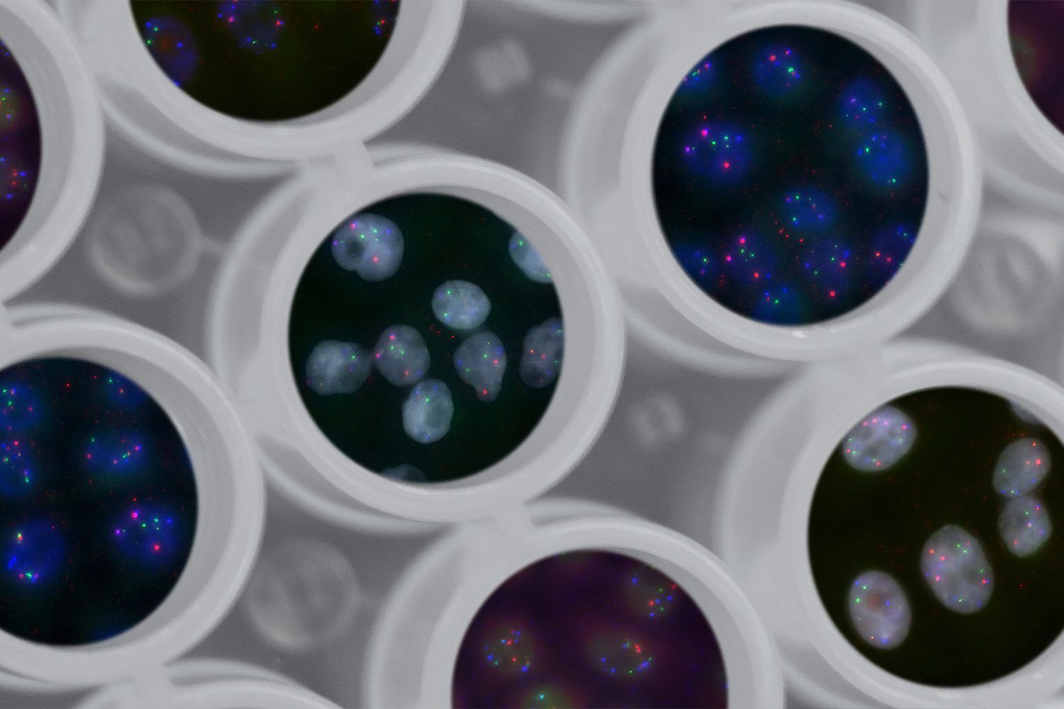 A microscopic image of multiple samples